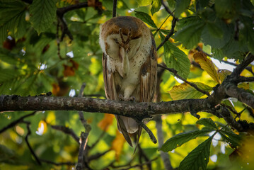 owl on branch