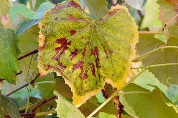 Yellow Ring Grape Leaf 01