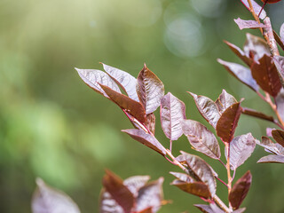 Branches with orange, green and yellow leaves in the autumn park.