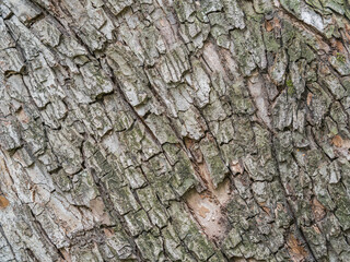 Bark texture and background of a old tree trunk. Detailed bark texture.