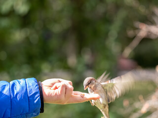 The boy feeds the birds with seeds from his hand. Sparrow eats seeds from the boy's hand