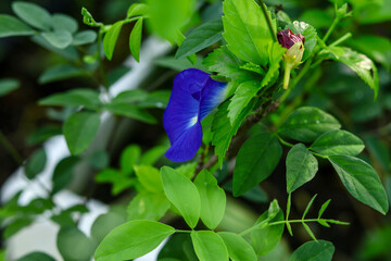 blue aparajita Flower Blooming Close Up on the Tree with blur background