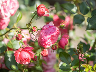 Close-up of a pink rose on green background