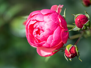 Close-up of a pink rose on green background