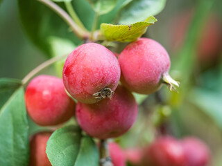 Bright red small wild apples among the yellow leaves in autumn.