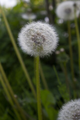 Dandelion with seeds blowing away in the wind. Dandelion seeds in nature on green background