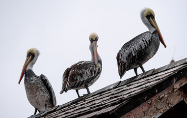 tres pelicanos sobre un techo mirando en distintas direcciones con fondo blanco