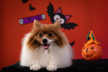 Spitz com fantasia de Halloween