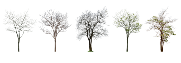 Collection Tree without leaves Black trunk and branches. (autumn). total 5 trees.