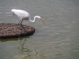 獲物を狙う白い鷺