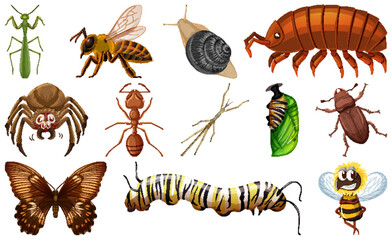 Different kinds of insects collection