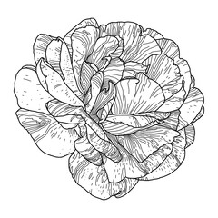 Black line drawing of rose flower isolated on white. Hand drawn sketch, vector illustration. Decorative element for greeting card, wedding invitation, other print products.