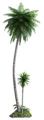 Fototapeta premium 3D rendered tropical plants and palms isolated on Transparent Background - 3D illustration