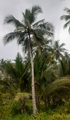 Fototapeta na wymiar coconut trees in the garden