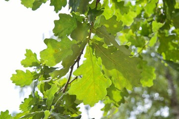 A branch of green oak leaves on the tree in summer