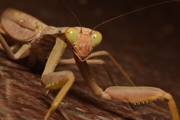 praying mantis on black background