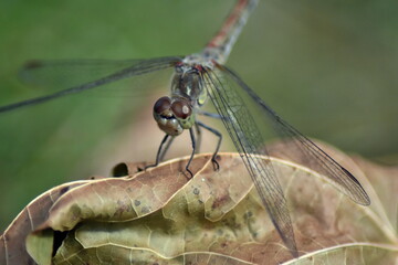 dragonfly on a branch