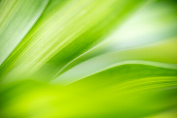 Gorgeous nature view of green leaf on blurred greenery background in garden. Natural green leaves...