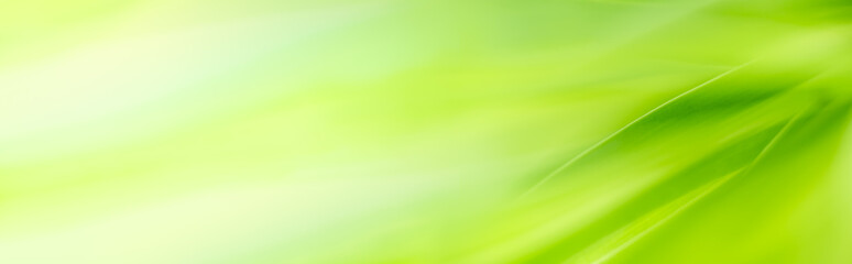 Gorgeous nature view of green leaf on blurred greenery background in garden. Natural green leaves plants used as spring background cover page greenery environment ecology lime green wallpaper