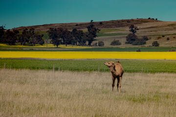 Camel in a field near a canola field