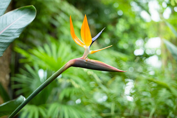 Obraz premium オレンジと紫が美しいストレリチア