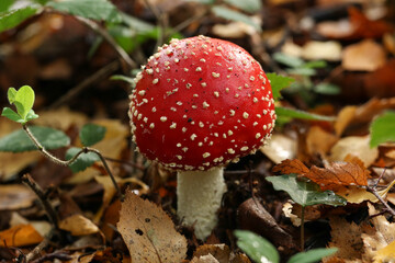 A beautiful Fly agaric fungus, Amanita muscaria, growing in a woodland in the UK.