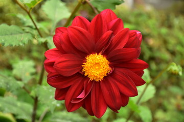 Obraz premium red dahlia flower in garden