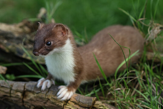 A Stoat, Mustela Erminea, hunting around for food in a pile of logs.	