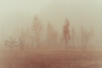 Foggy morning in the swamp, autumn landscape