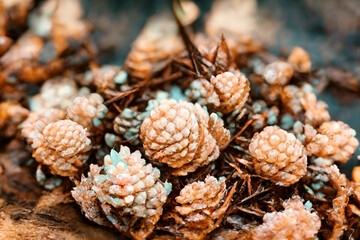 Christmas winter pine cones with snow. natural forest elegant xmas background, holidays and change of season concept, digital art