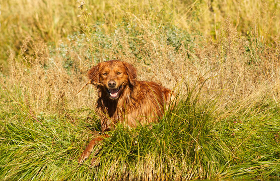 Goofy Golden Retriever Dog