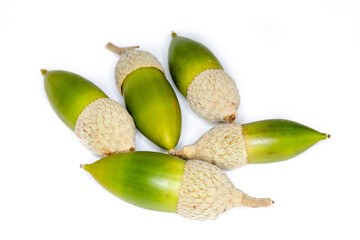 oak acorns on white background