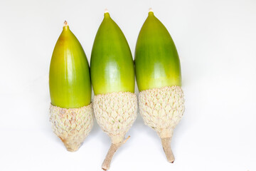 oak acorns on white background