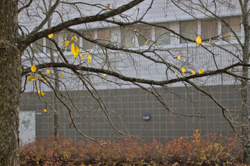 tree branches of autumn with few leaves remaining