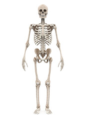 Human Skeleton Anatomy Isolated