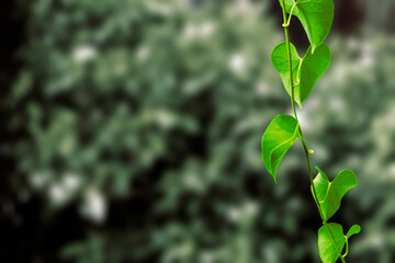 Hanging vines full of young green leaves with blur background