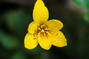 Yellow rain lily flower with its fresh pollen close up photo