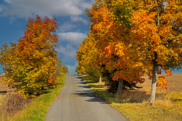 Naklejka premium Landschaft Landstraße im Herbst