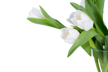 Obraz premium Red tulip flower on white background