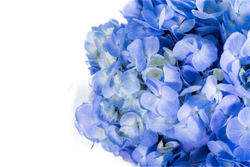 Blue flower on white background