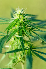 Fototapeta premium Cannabis plant or Marijuana plant on Green blur background