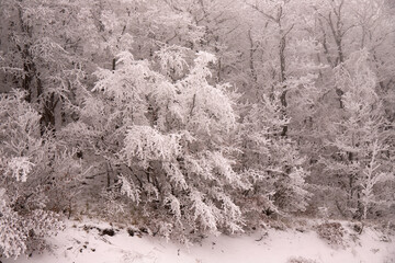 Trees covered with white snow.