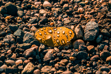 Yellow spruce leaf with morning dew droplets on top of pebbles