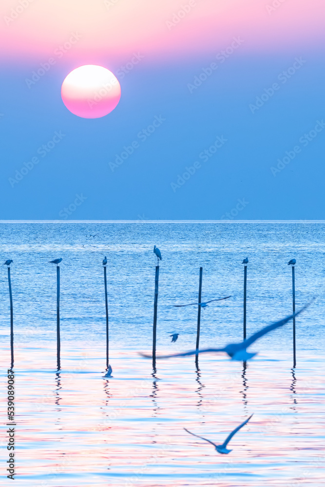 Wall mural Seagulls flying at Bang Pu sea