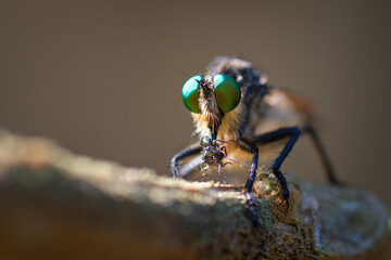close up flies eating small insects in forrest