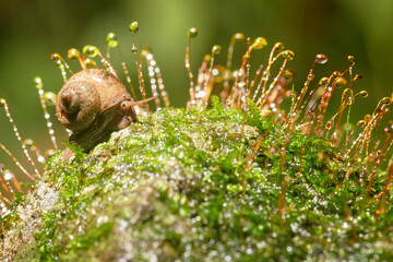 Snail on a moss tree in the rainforest, Thailand