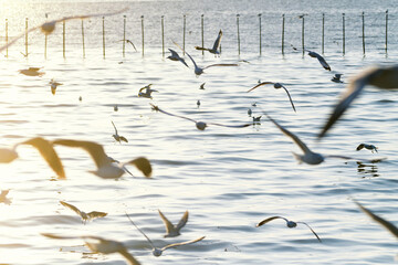 Seagulls flying at Bang Pu sea