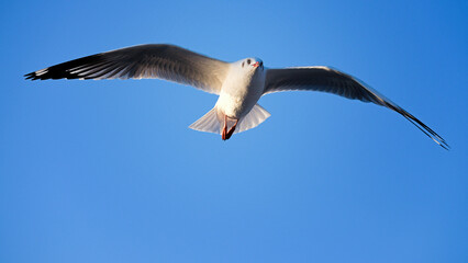 Seagulls flying at Bang Pu sea