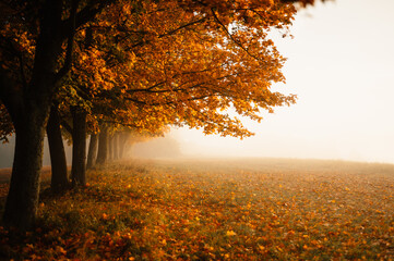 Fototapeta na wymiar Autumn forest road leaves fall in ground landscape on autumnal background. Colorful foliage in the park. Falling leaves. Autumn trees in the fog