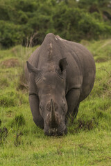 Obraz premium White rhinoceros (Ceratotherium simum) with calf in natural habitat, South Africa